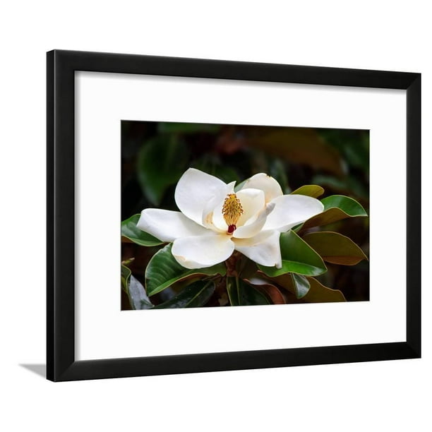 Canvas Magnolia Print Ladybug Flowers Flowers